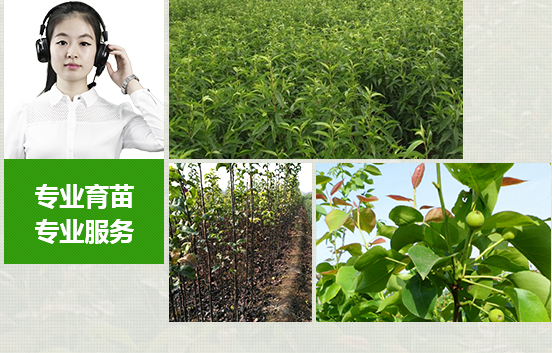 苗木種類多，成活率高